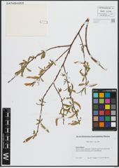 Foto von Salix alba subsp. alba L.